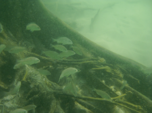 About Snorkeling in Clearwater Beach, FL